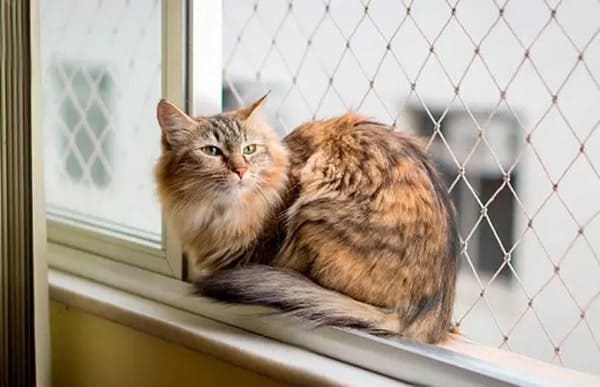 Tela de proteção para animais em Bertioga