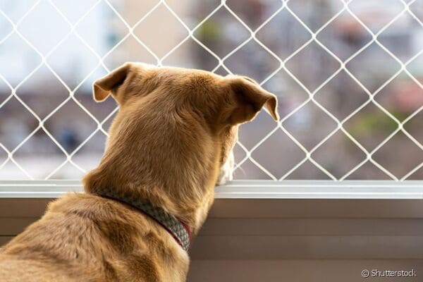 Tela de proteção para animais Em Indaiatuba