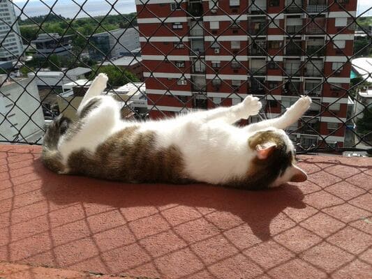 Tela de proteção para animais Em Santos