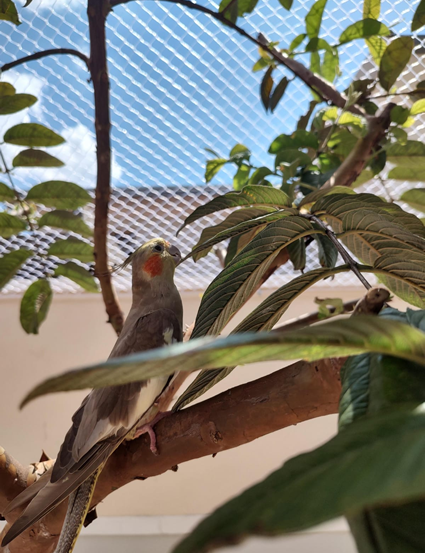 Rede de Proteção para Animais